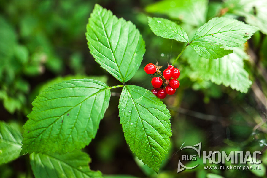 ����� ��������� � �������