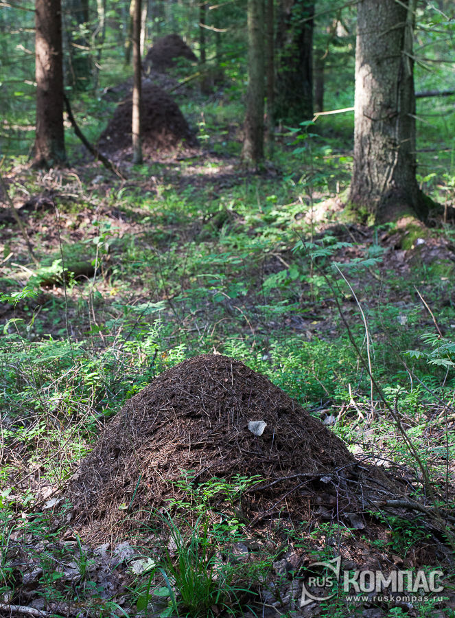 � ����������� �������� ���� ������ �����������