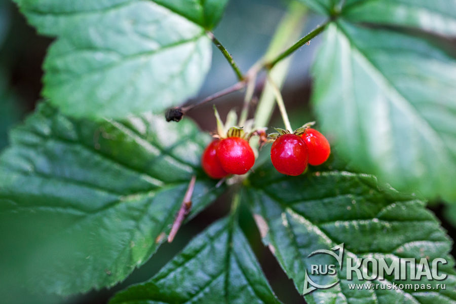 ����� ���������