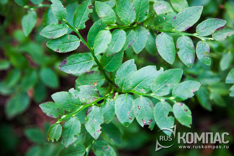 ������� ������ � ������� �����������