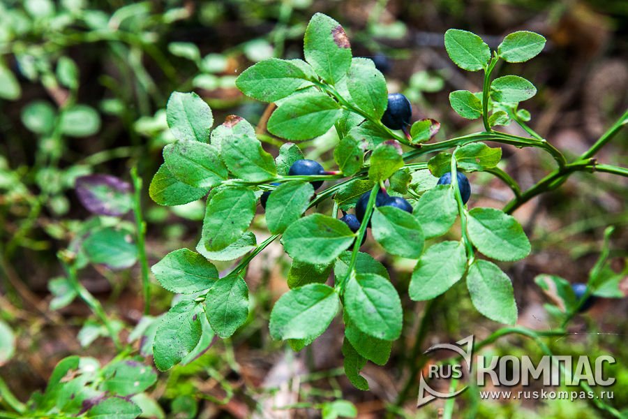 ����� ������� �������� ��� ��������