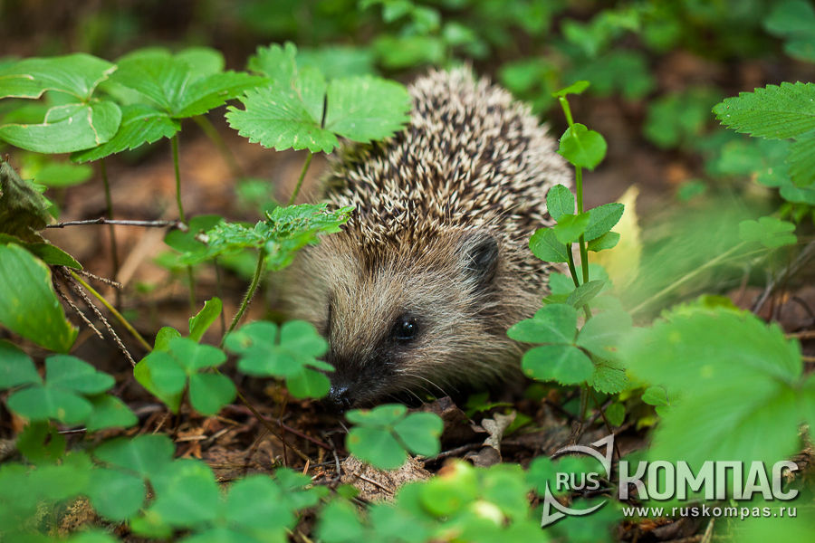 ��, � ������ ������� 