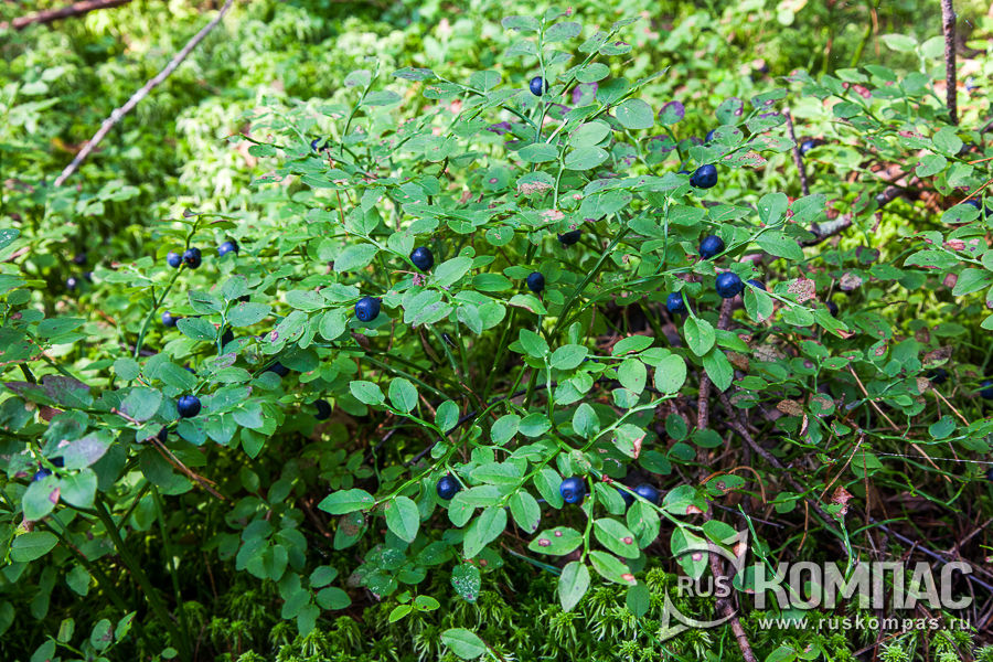 ������� ������ �������