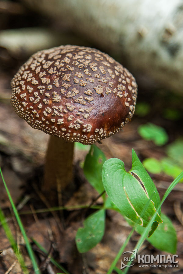 ������� �����������