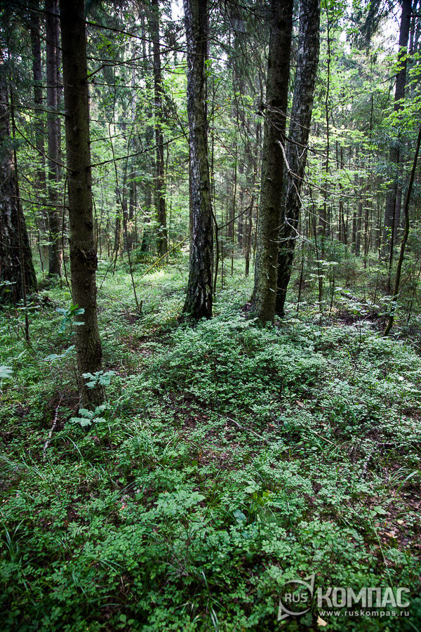 ����������� ������ ���