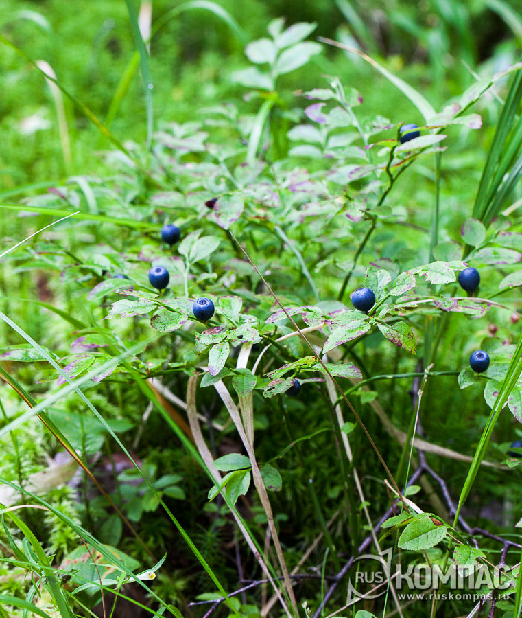 ���� ������� � �����