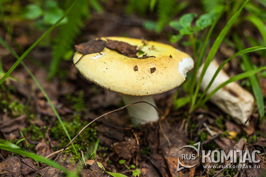 �������� ������