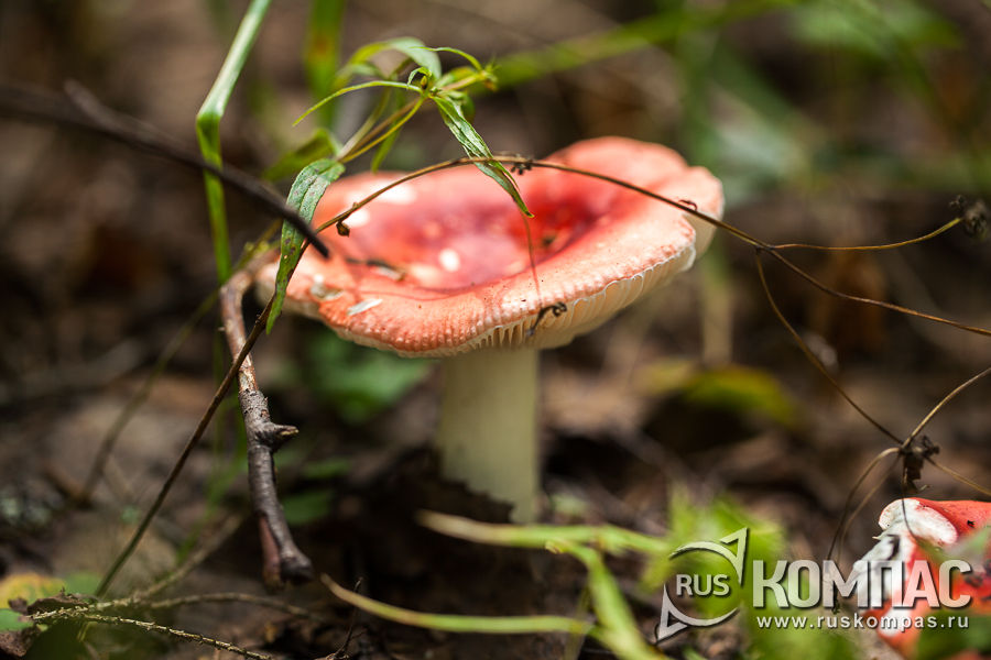 �������� �������