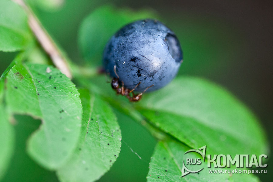 ������� ���� ����� �� ������, �� � ����� ��� ���