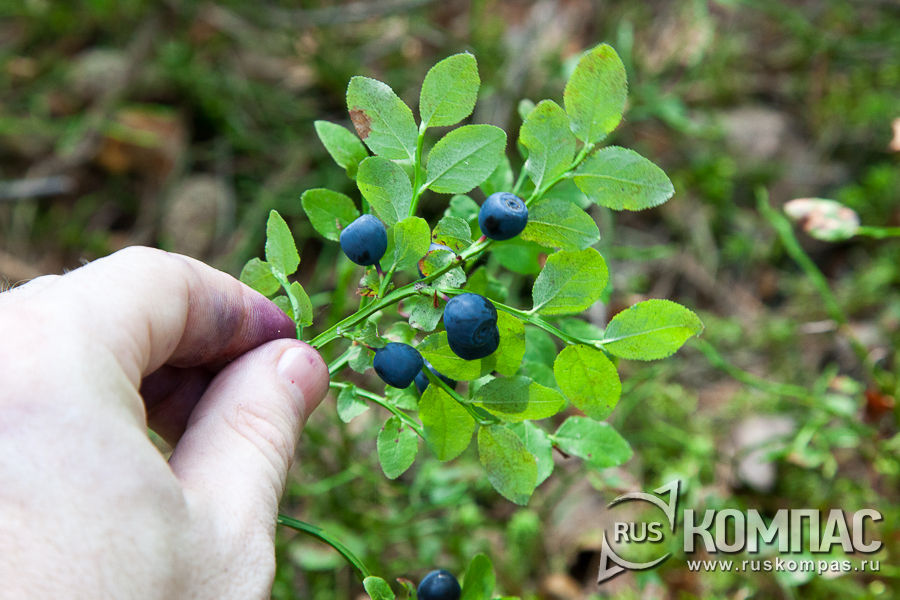 �� �������� ������� ������� �����