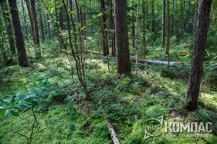 ������ � ����������� � ����