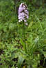 Ятрышник - одна из крымских орхидей