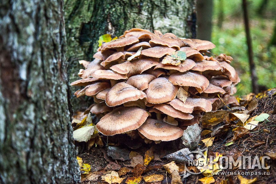 ������� �����