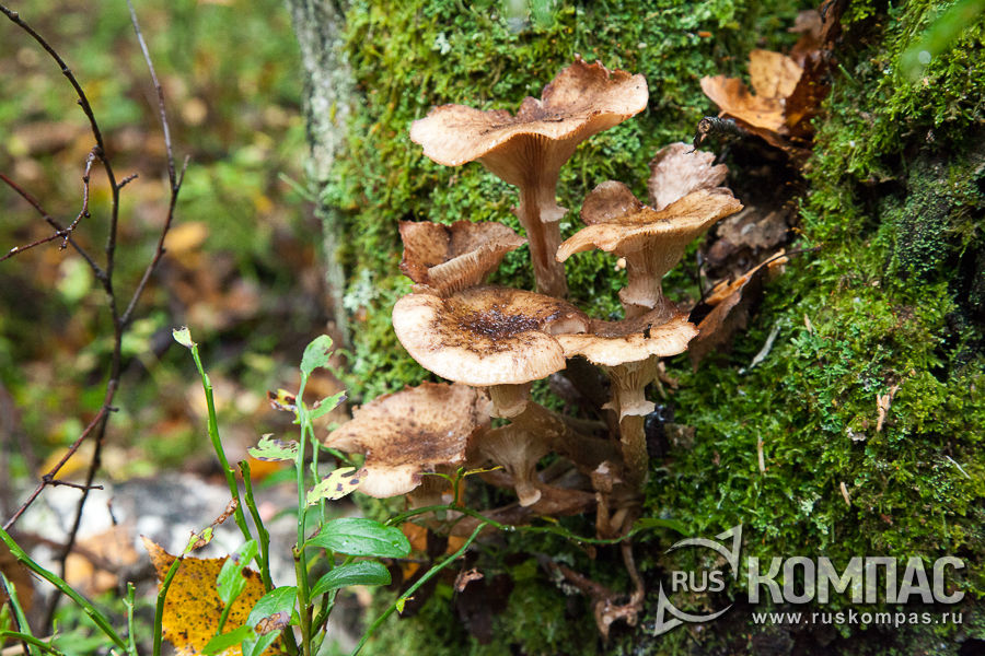 ������� �����