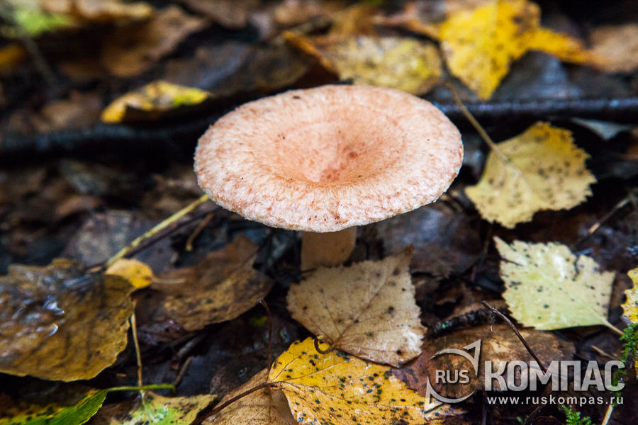 �������� �������