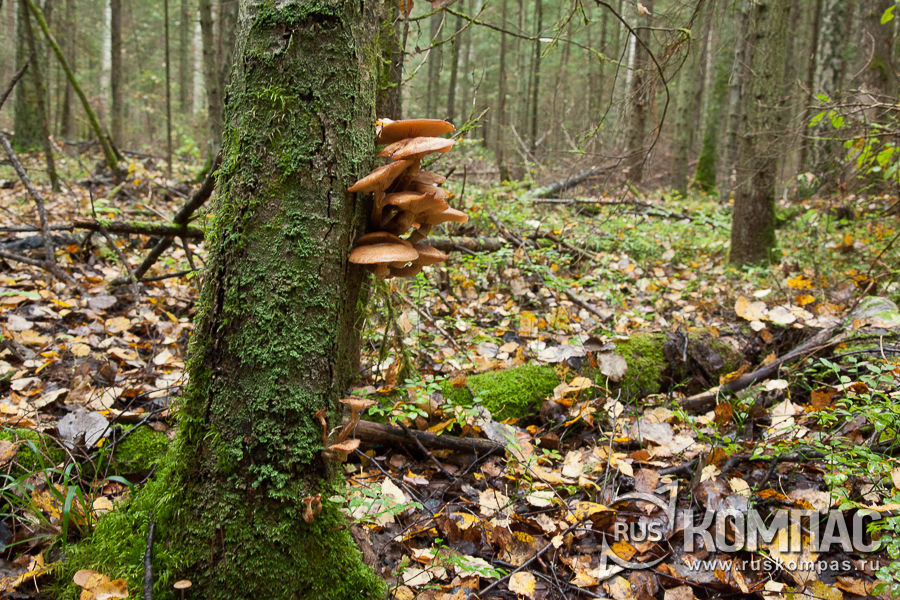 ������� �����