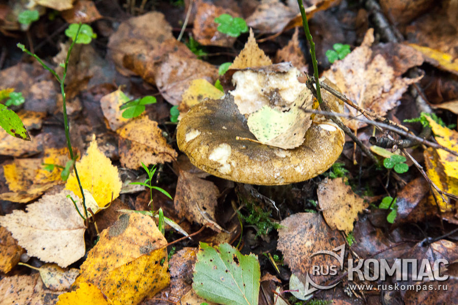 ������ ������� ������ ���������� �����