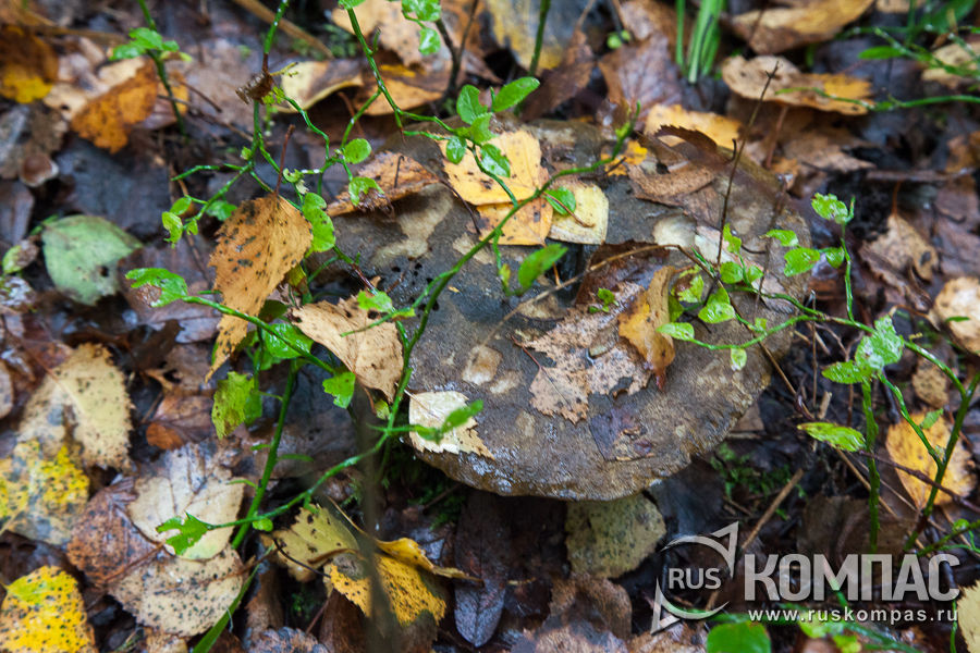 ������ ������� ������ ��� ������� �������