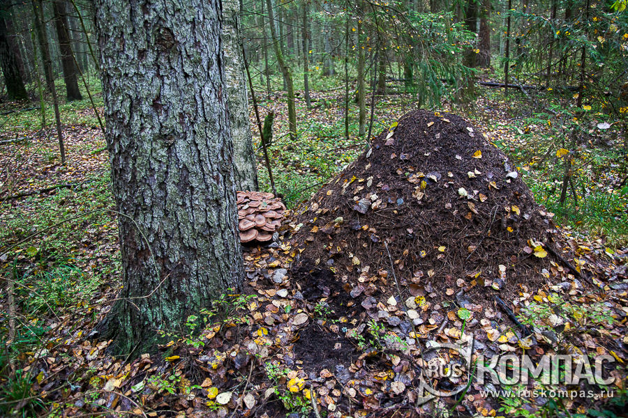 ����� �� ������ ������ � �����������