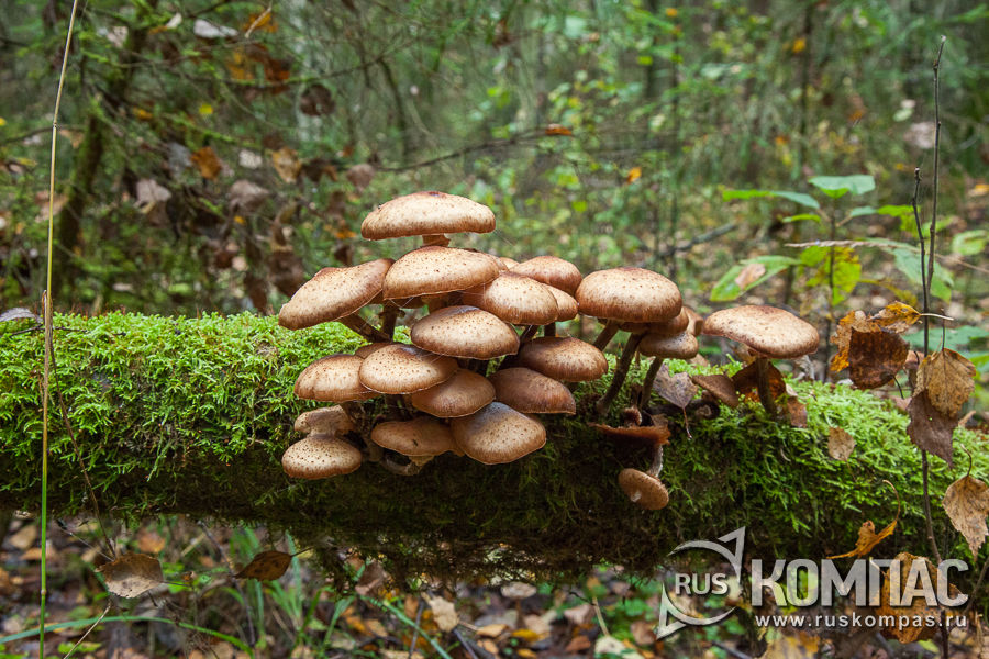 ������� ���� �� ���������� ������