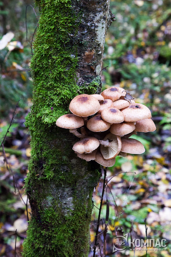 ������� ����