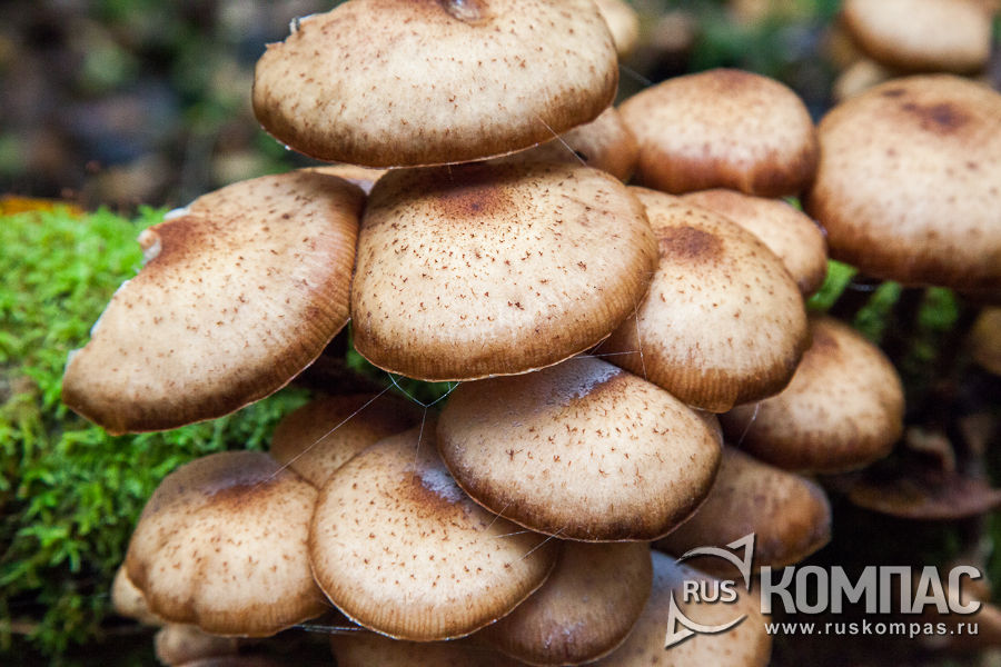 ������ ������� ����