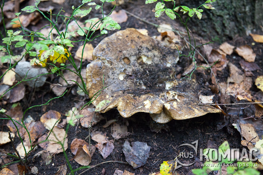 ������ ������� ������