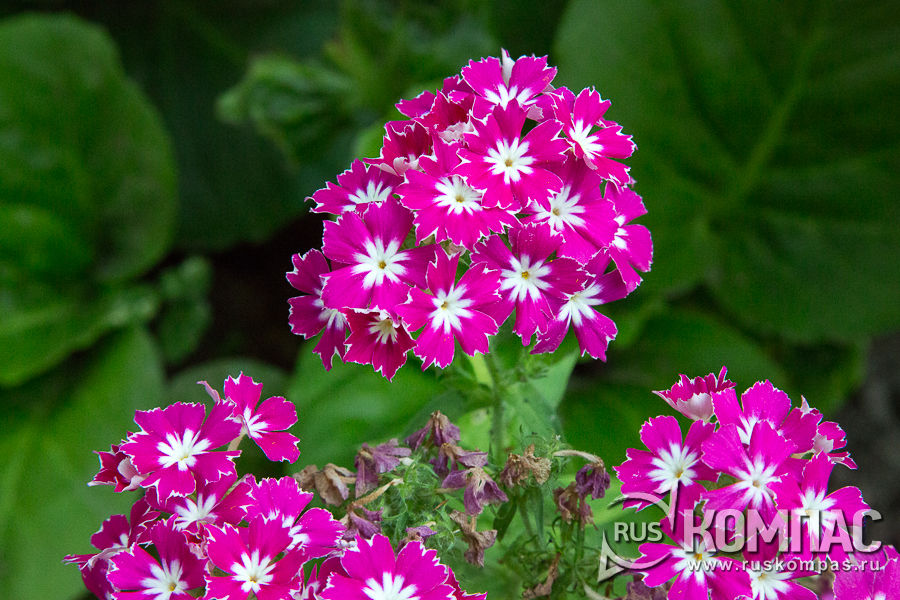 ����� � ������� ��������