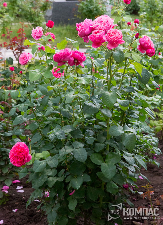 ������� ����� � ��������