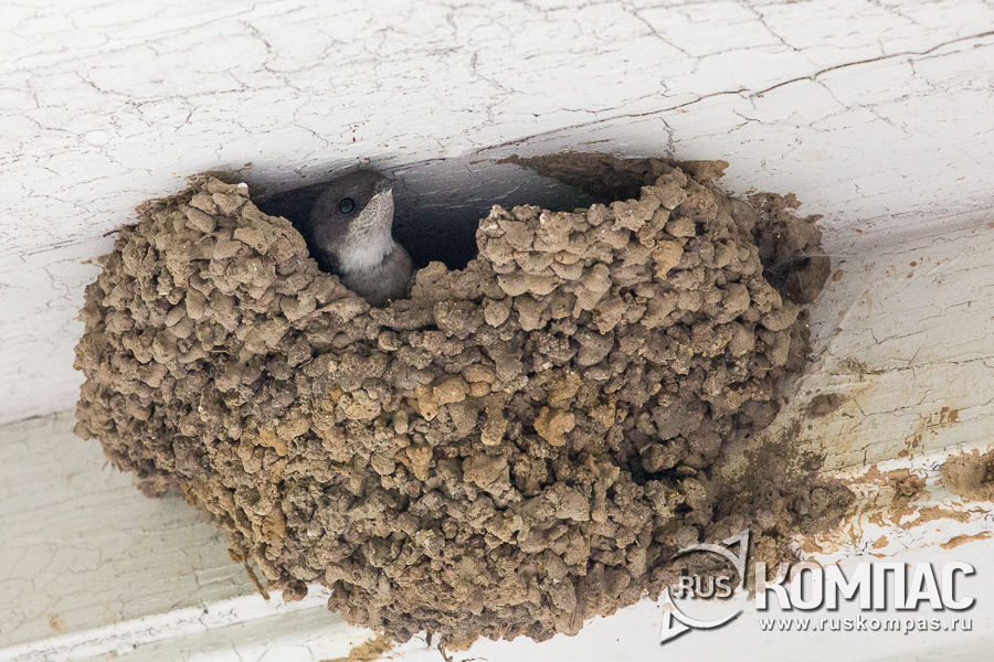 ���������� ������