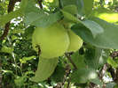 Яблоки из сада в Мелихове