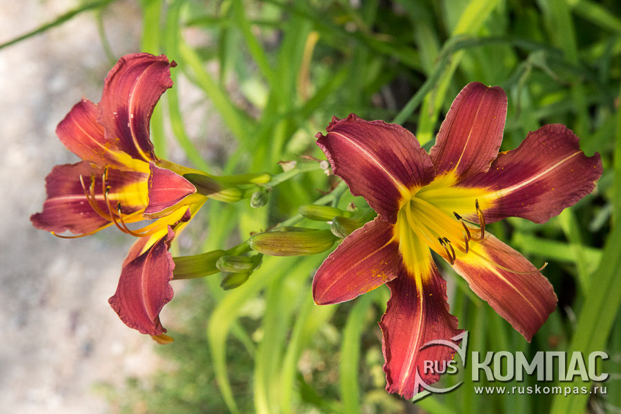 �������� ����� � ��������