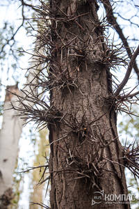 ����� ��������