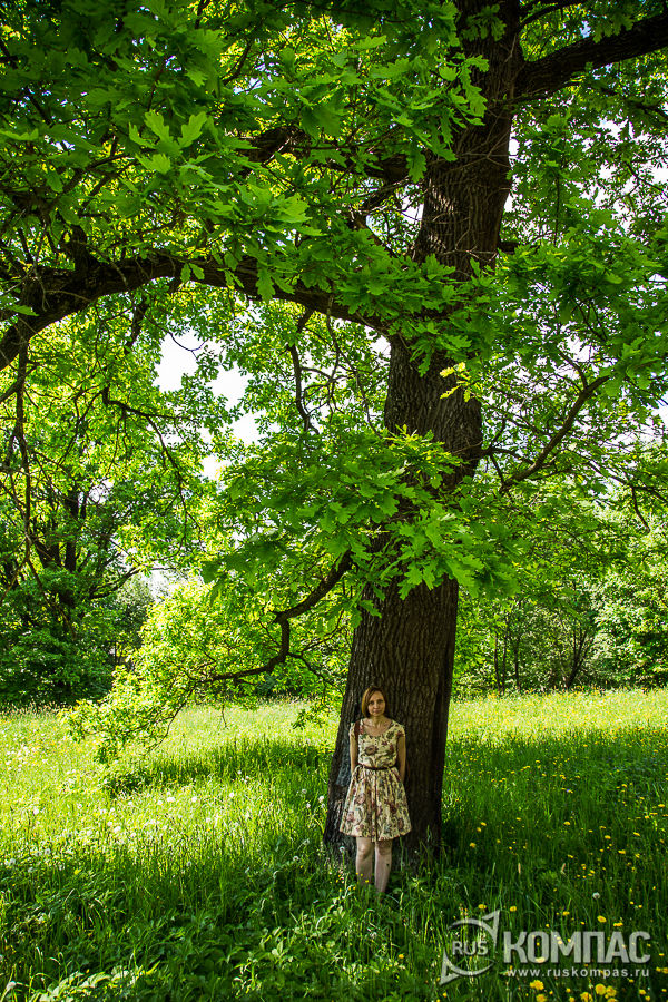 Старый дуб в парке усадьбы Мураново