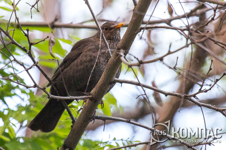 ����� ������� ������ 