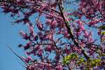 Цветущий багряник обыкновенный ((или Иудово дерево)