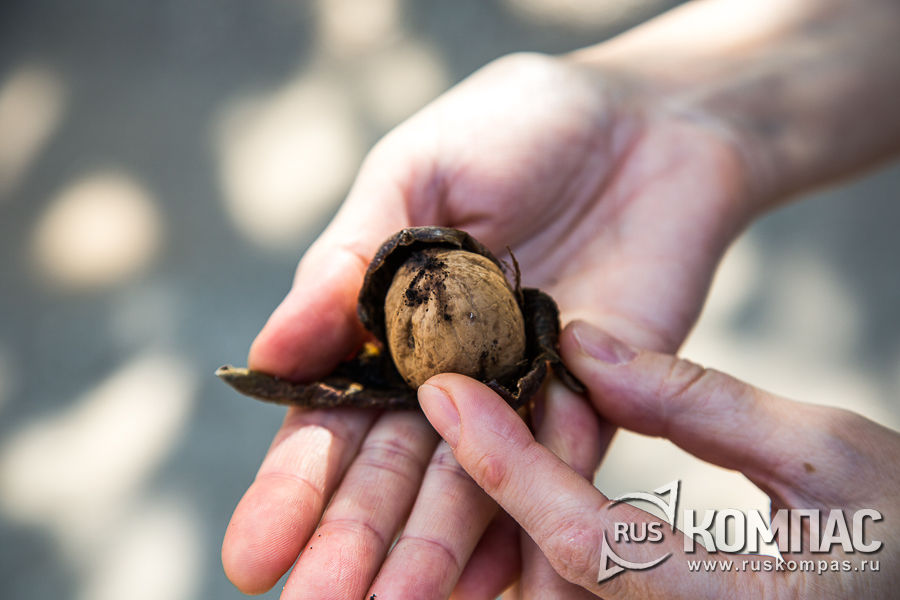 Осенью в Старом Крыму под ногами валяются грецкие орехи