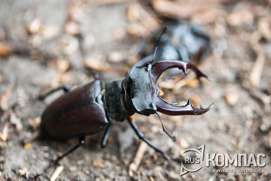 ���-����� 