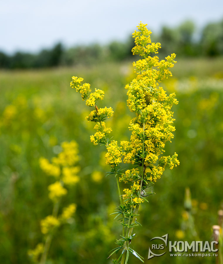 ����������� ���������