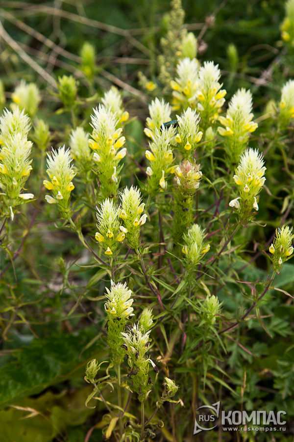 ��������� ������������������