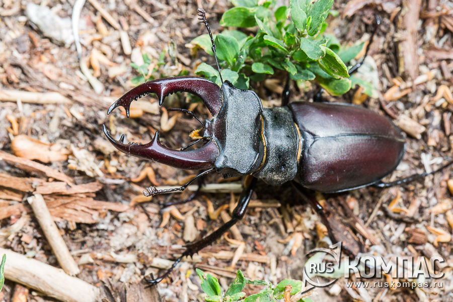 ���-����� - � ������ ������������ ����