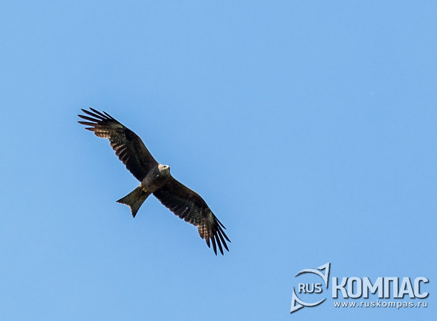 ������ ��� ������