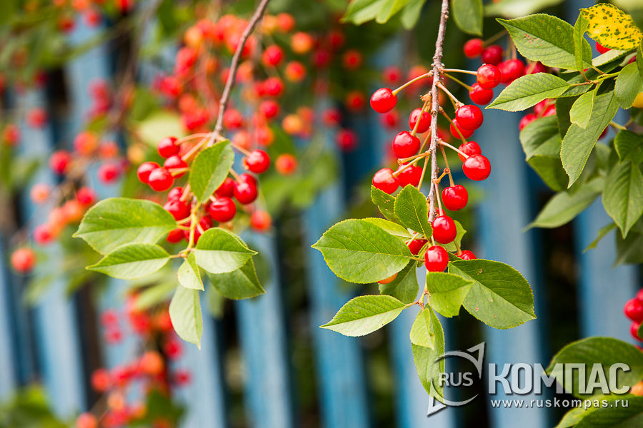 � ����� ������� �����