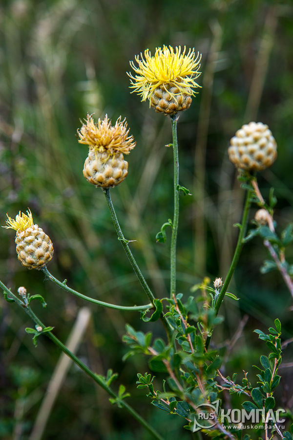 ������ �������