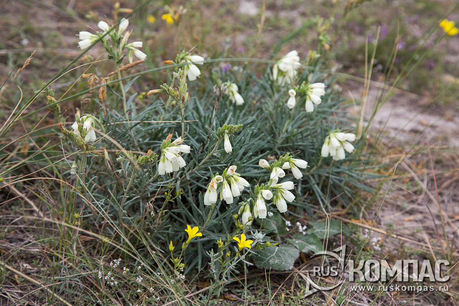 ������ ����������