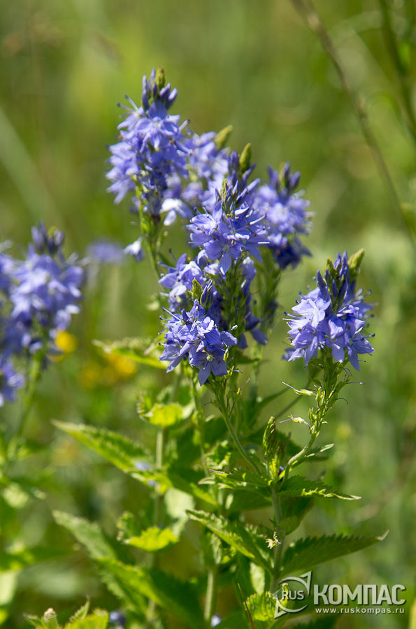 ����� ��������