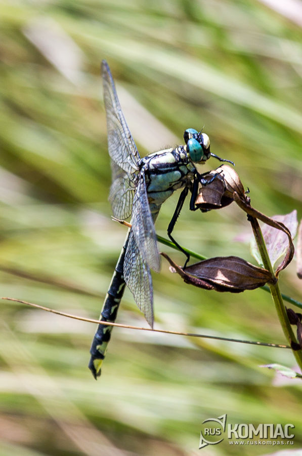 ������� ��������