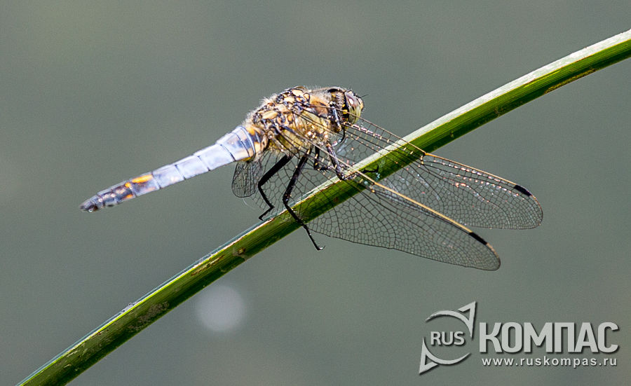 �������� �� �����