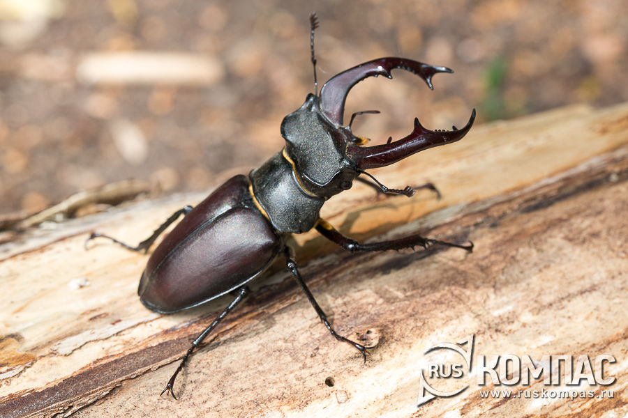 ���-����� - ������� ����������� � ���� ����, ��� � �����