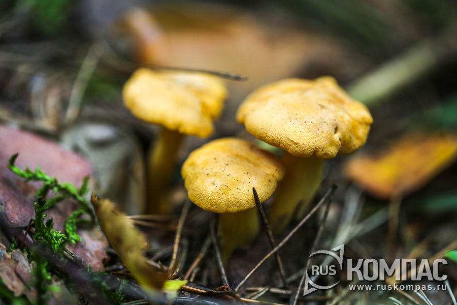 � ��������� ������� ������ ��������